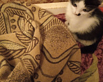Кошки в Рязани: Кошечка черно- беленькая Девочка, 250 руб. - фото 1