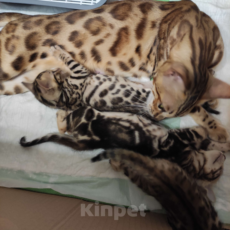 Кошки в Ростове-на-Дону: Бенгальские котята Девочка, 17 000 руб. - фото 5