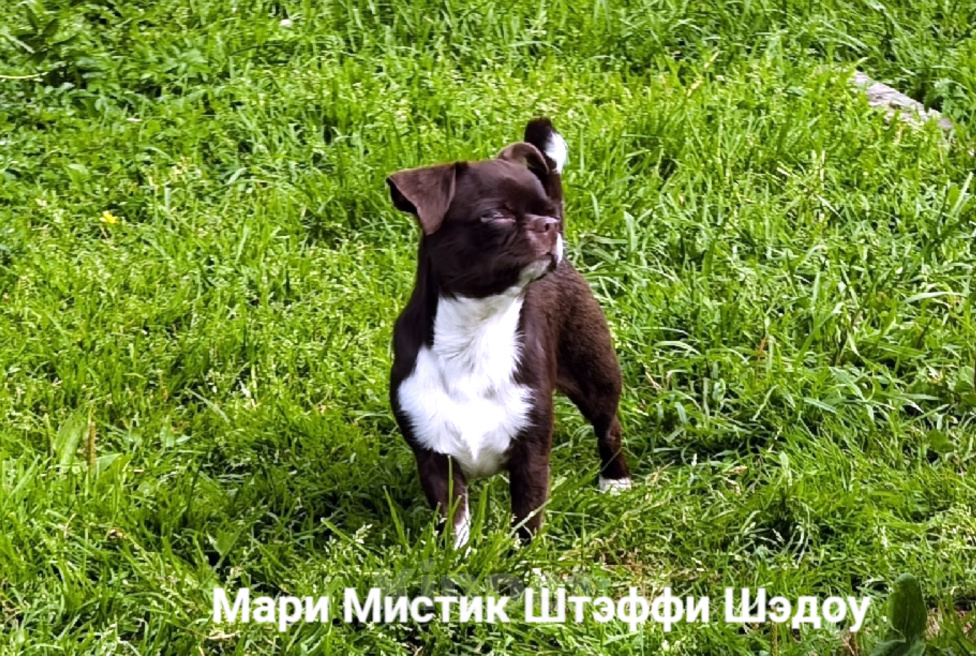 Собаки в Санкт-Петербурге: Тэффи в шоколаде ждёт Вас чихуахуа Девочка, 50 000 руб. - фото 4