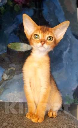 Кошки в Москве: Абиссинские котята американских линий Мальчик, 50 000 руб. - фото 3