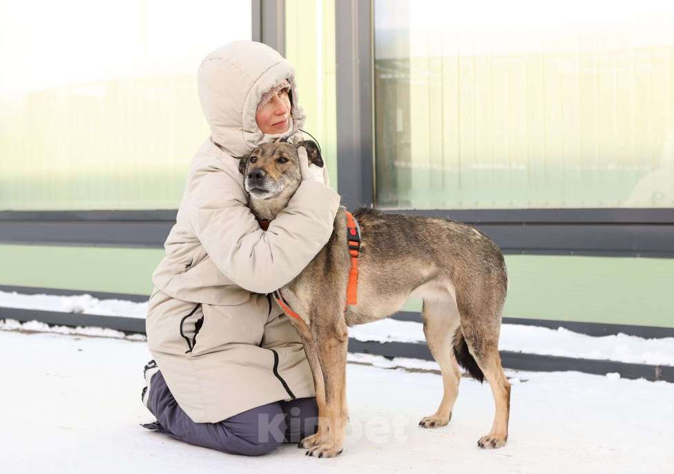 Собаки в Москве: Любящая собака Морра в добрые руки Девочка, Бесплатно - фото 1