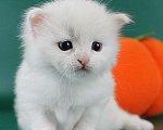 Кошки в Волхове: Сибирские клубные котята. Мальчик. Мальчик, Бесплатно - фото 2