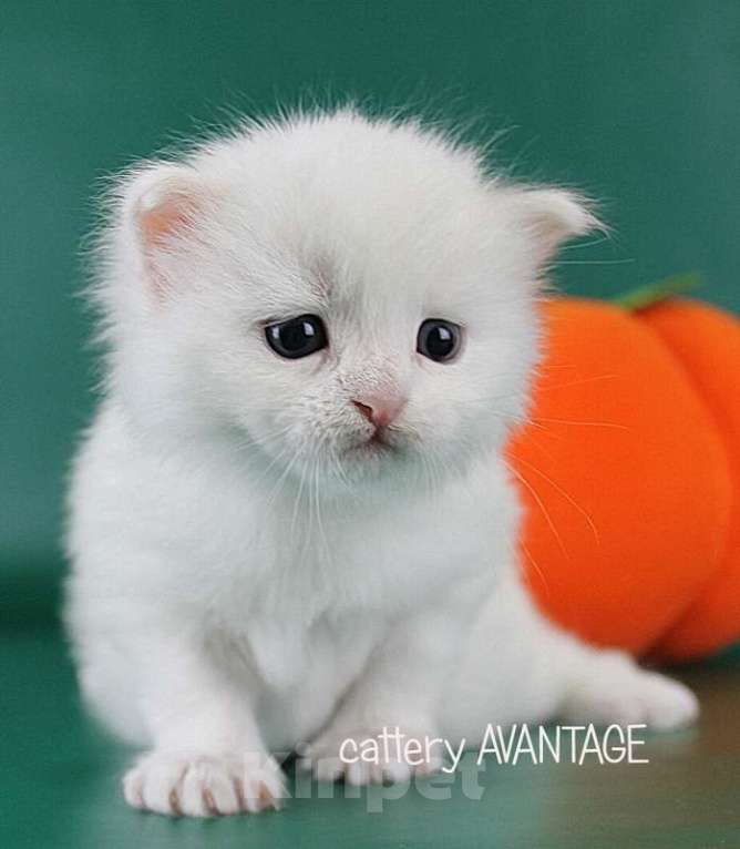 Кошки в Волхове: Сибирские клубные котята. Мальчик. Мальчик, Бесплатно - фото 2