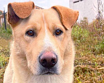 Собаки в Троицке: Сириус, супер пёс в поисках семьи! Мальчик, 1 руб. - фото 1