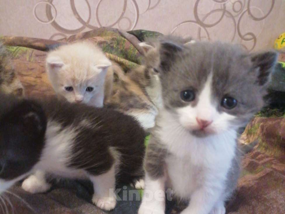 Кошки в Воронеже: Кошка Девочка, 300 руб. - фото 2