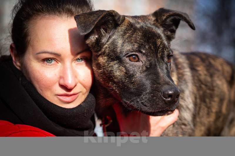 Собаки в Москве: Джессика ищет дом Девочка, 1 руб. - фото 4