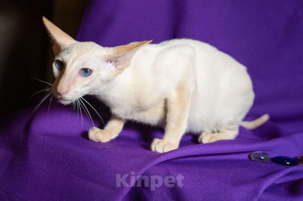 Кошки в Москве: Ориентальные котята Мальчик, Бесплатно - фото 4