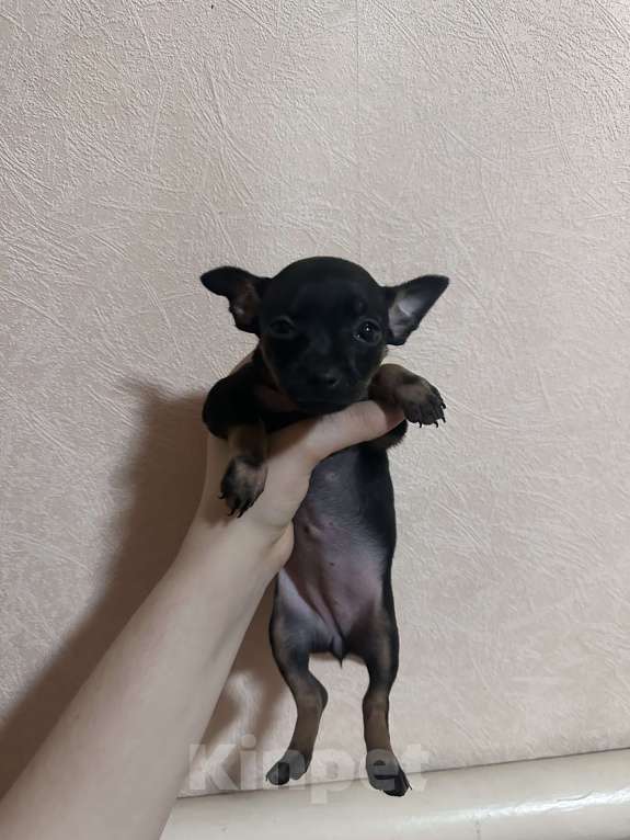 Собаки в Армавире: Мини тойчик Девочка, 12 000 руб. - фото 2