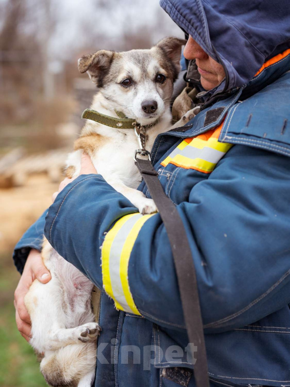 Собаки в Москве: Маленькая скромная девочка из приюта ищет семью Девочка, Бесплатно - фото 2