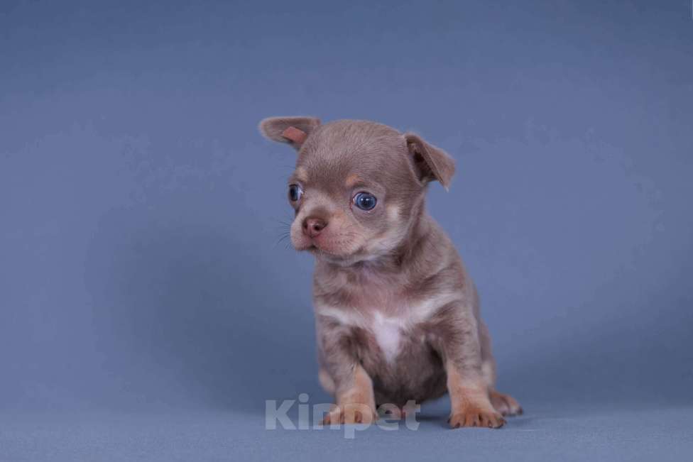 Собаки в Люберцах: Чихуахуа щенки Мальчик, 40 000 руб. - фото 5