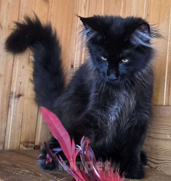 Кошки в Москве: Котенок Мальчик, 1 руб. - фото 1