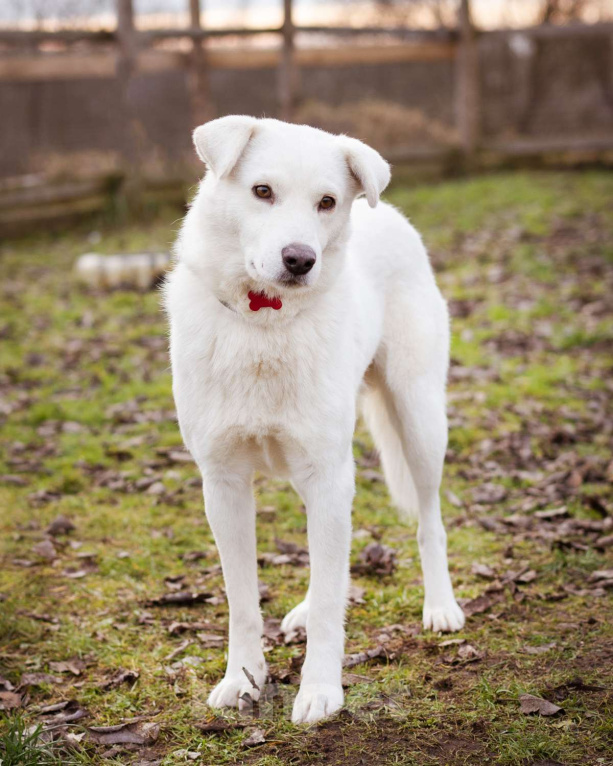 Собаки в Москве: Собака из приюта в добрые руки Мальчик, Бесплатно - фото 8