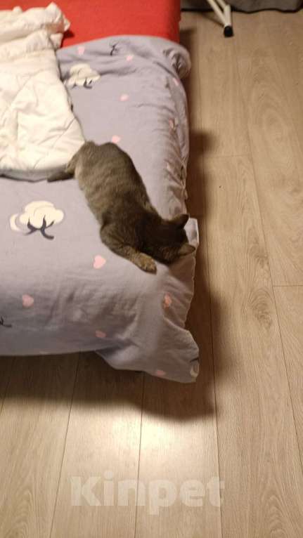 Кошки в других городах Московской области: В добрые руки — маленький котёнок ищет дом! (Очень ласковый) Мальчик, Бесплатно - фото 5