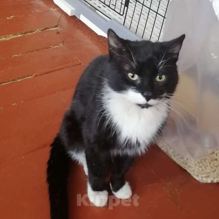 Кошки в Санкт-Петербурге: Маркиз из приюта в добрые руки Мальчик, Бесплатно - фото 5