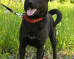 Собаки в Санкт-Петербурге: Небольшая необычная собака ищет дом Девочка, Бесплатно - фото 7
