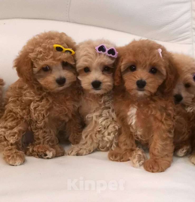 Собаки в Москве: Мальтипу ф1, девочка, Харизма Девочка, 100 000 руб. - фото 6