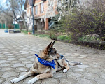 Собаки в Санкт-Петербурге: Верный Дик Мальчик, 17 руб. - фото 3