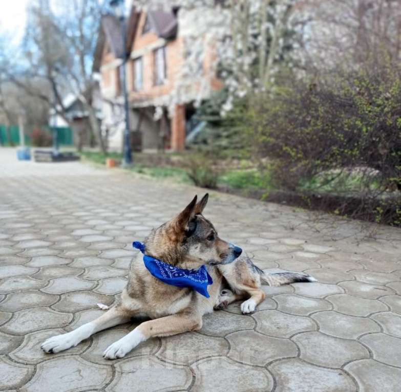 Собаки в Санкт-Петербурге: Верный Дик Мальчик, 17 руб. - фото 3