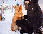 Собаки в Москве: Метис таксы в добрые руки Мальчик, Бесплатно - фото 4