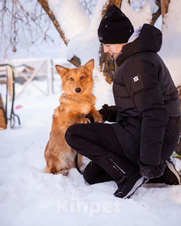 Собаки в Москве: Метис таксы в добрые руки Мальчик, Бесплатно - фото 4
