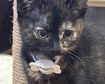 Кошки в Рязани: Котенок в добрые руки Девочка, Бесплатно - фото 2