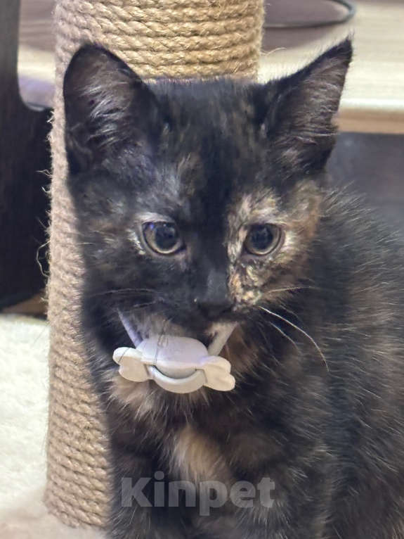 Кошки в Рязани: Котенок в добрые руки Девочка, Бесплатно - фото 2