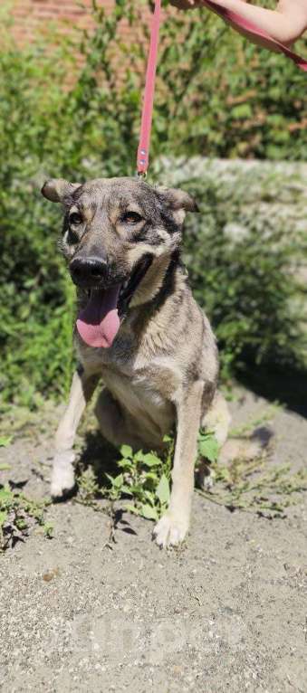 Собаки в Москве: Ласковая собачка в приюте Девочка, 1 руб. - фото 5
