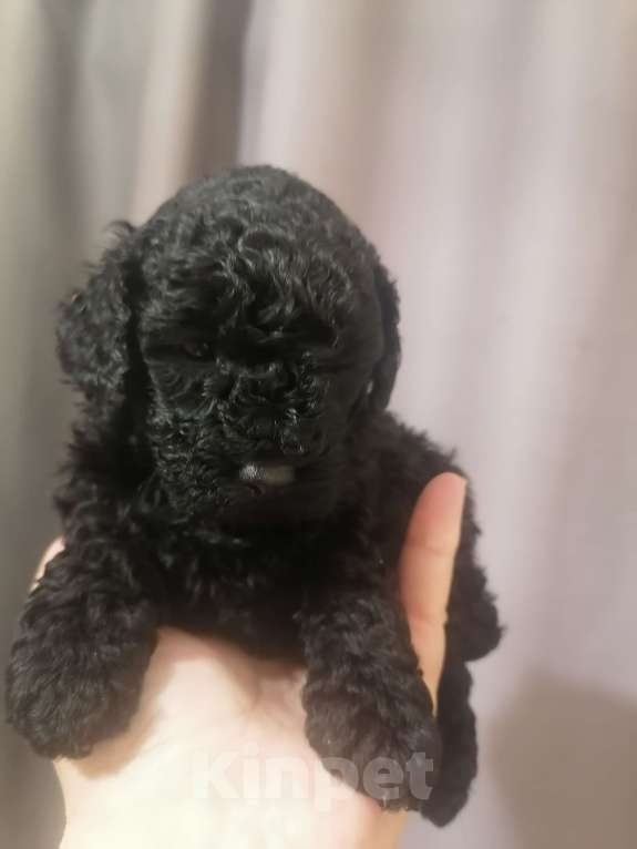 Собаки в Санкт-Петербурге: Щенки той пудель Мальчик, 55 000 руб. - фото 2