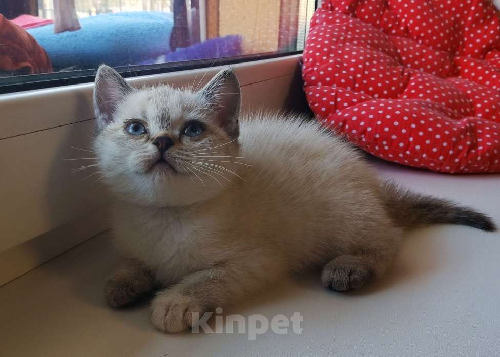 Кошки в Москве: Британские котята  Девочка, 10 000 руб. - фото 2
