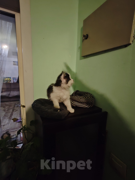Кошки в Барнауле: Котенок Курильский бобтейл Девочка, 1 000 руб. - фото 2