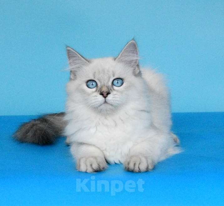 Кошки в Москве: Синеглазая красавица Девочка, Бесплатно - фото 1