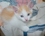 Кошки в Кемерово: Котята Мальчик, Бесплатно - фото 6