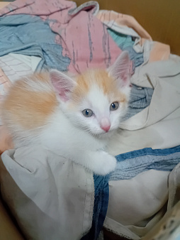 Котята