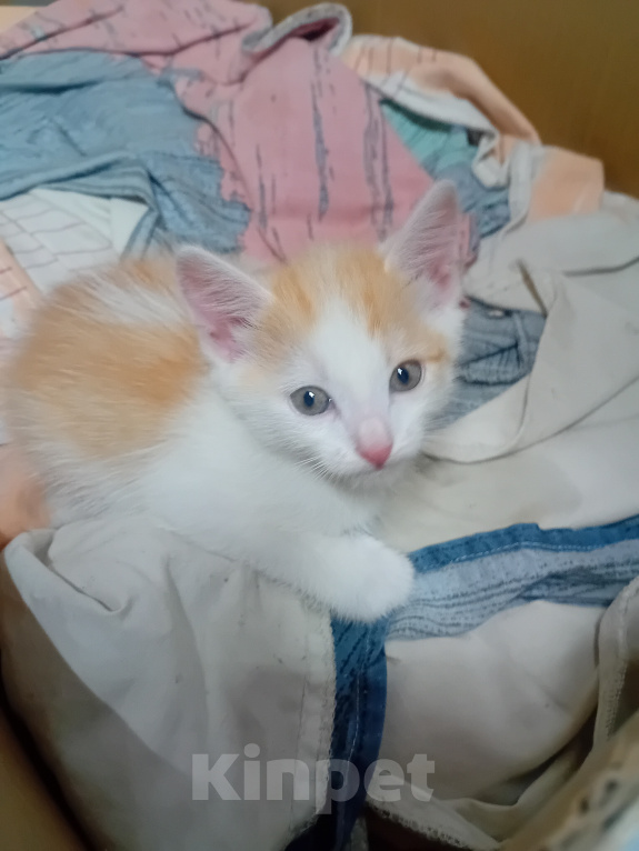 Кошки в Кемерово: Котята Мальчик, Бесплатно - фото 6