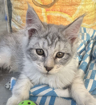 Продам котёнка Мейн-Куна