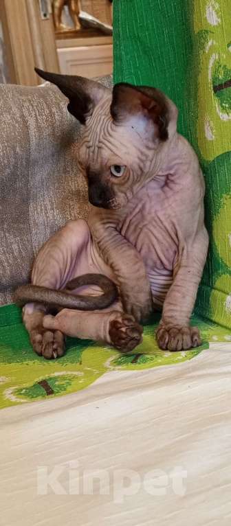 Кошки в Пушкино: Котята канадского сфинкса Мальчик, 18 000 руб. - фото 2