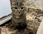 Кошки в Новосибирске: Котята в добрые руки Девочка, Бесплатно - фото 2