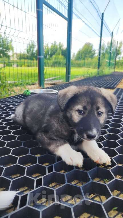Собаки в других городах Московской области: Доча ищет дом  Девочка, Бесплатно - фото 4