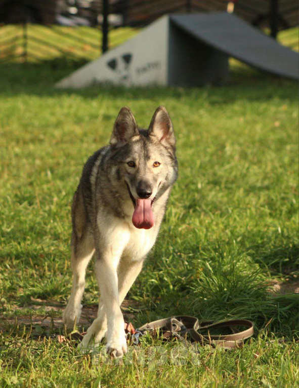 Собаки в Москве: Милая Майя ищет дом Девочка, Бесплатно - фото 3
