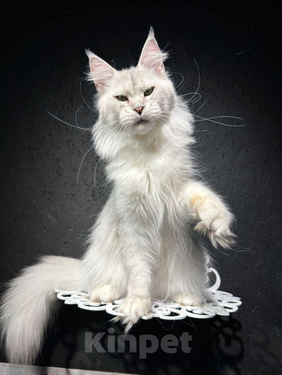 Кошки в Санкт-Петербурге: Кошка Девочка, 5 000 руб. - фото 2