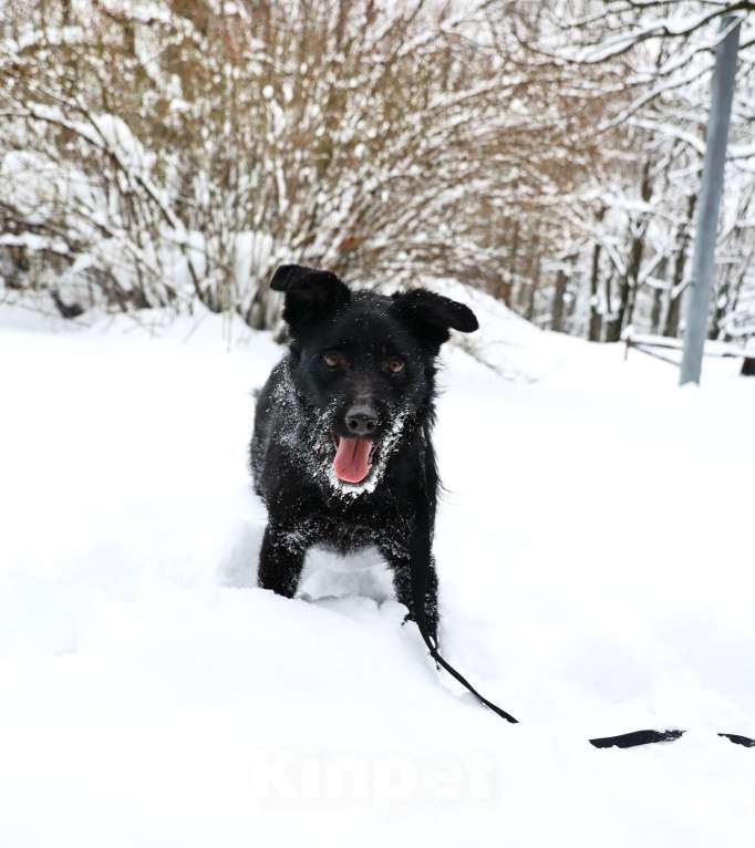 Собаки в Москве: Собака бесплатно Москва Мальчик, Бесплатно - фото 7