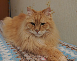 Кошки в Санкт-Петербурге: Отдам кота и кошку курильский бобтейл Разнополые, 10 руб. - фото 2