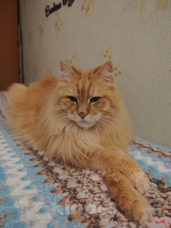 Кошки в Санкт-Петербурге: Отдам кота и кошку курильский бобтейл Разнополые, 10 руб. - фото 2