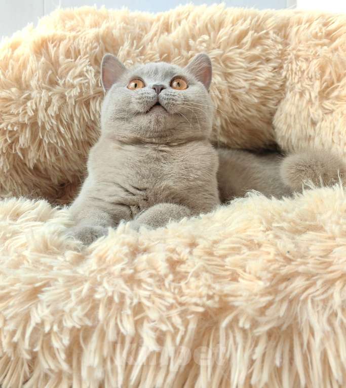 Кошки в Санкт-Петербурге: Британская кошечка Девочка, 30 000 руб. - фото 8