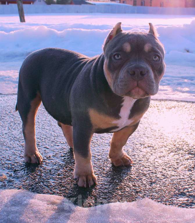 Собаки в Москве: Девочка булли Девочка, 100 000 руб. - фото 2