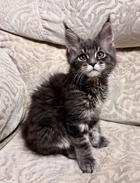 Кошки в Санкт-Петербурге: Продаю девочку от породистых родителей мейн-кун Девочка, 30 000 руб. - фото 1