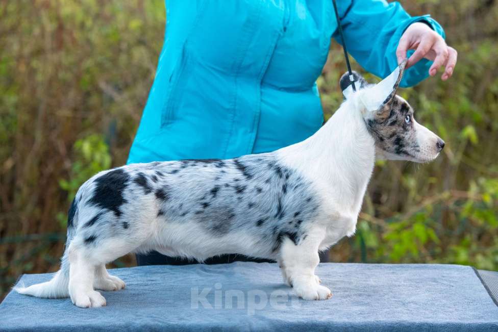 Собаки в Москве: Вельш корги кардиган щенок Мальчик, 110 000 руб. - фото 2