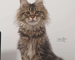 Кошки в Краснодаре: котята Мейн-Кун Девочка, 40 000 руб. - фото 2