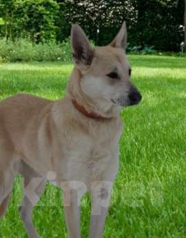 Собаки в Москве: Предательство, бездушие и боль и всё это про Раду! Девочка, Бесплатно - фото 2