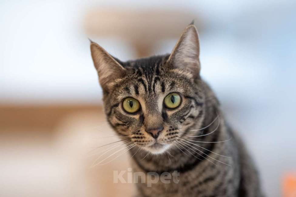 Кошки в Москве: кошечка Ариша в добрые руки Девочка, Бесплатно - фото 7